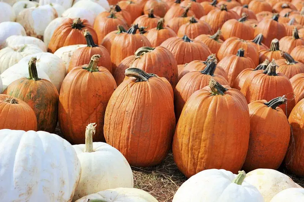 A fall pumpkin patch, one of the great sites to see here in Virginia!