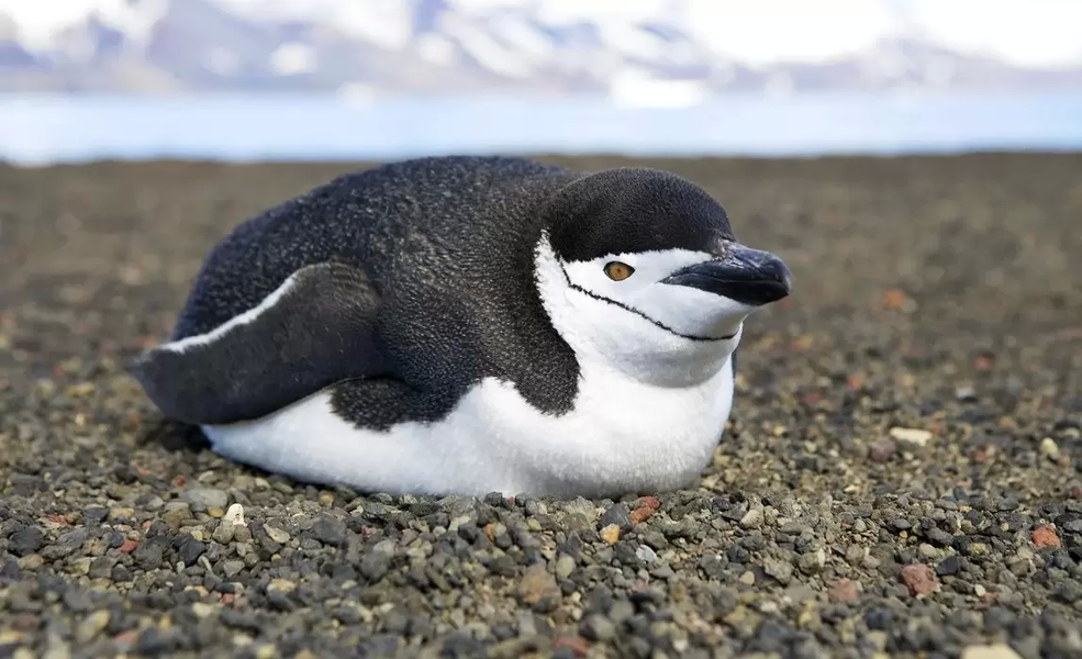 The chinstrap penguin always wears a helmet while diving!